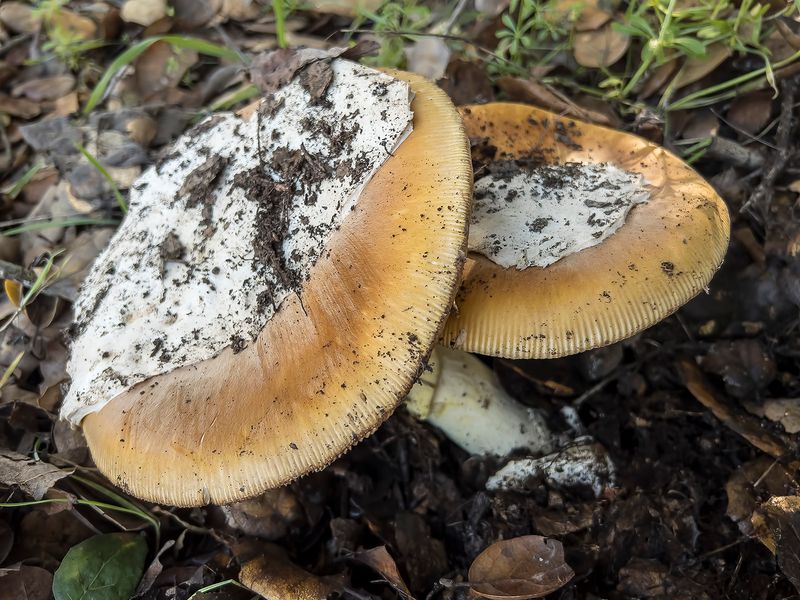 1/29/2024  Amanita calyptroderma