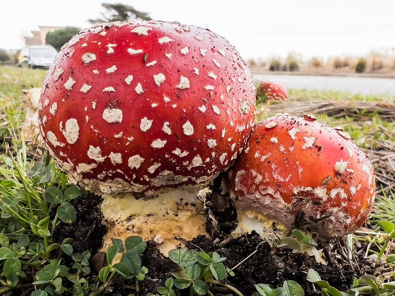 12/25/2024  Amanita muscaria (Fly Agaric)