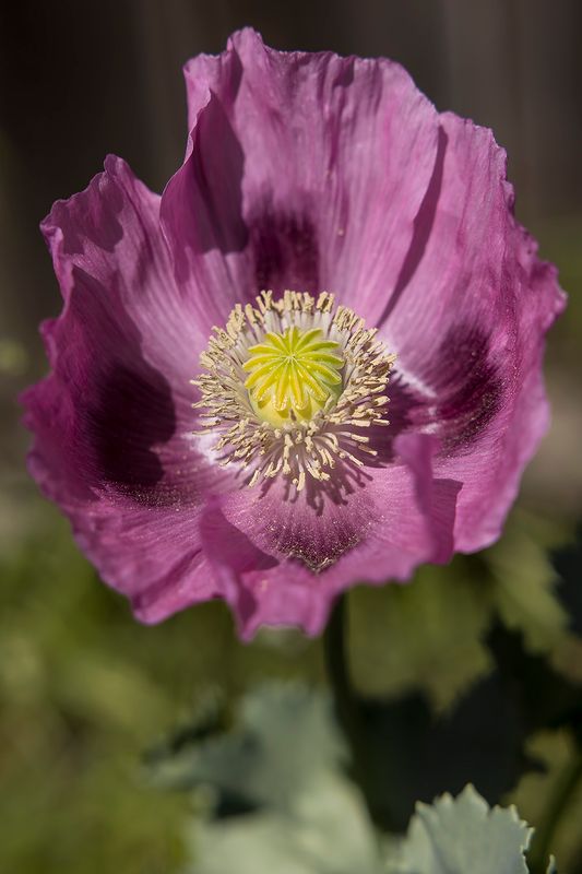 5/11/2025  Papaver somniferum
