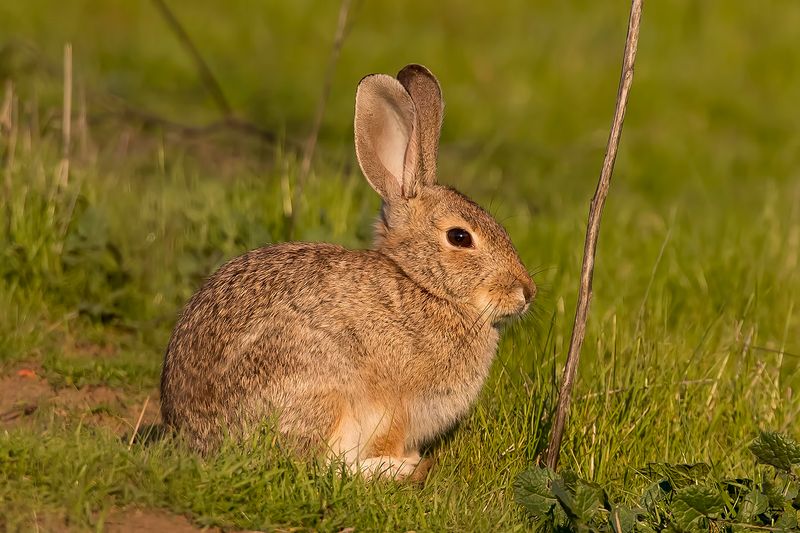 2/10/2024 Brush Rabbit (Sylvilagus bachmani)