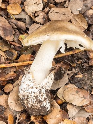 2/11/2025 Amanita phalloides (Death Cap)