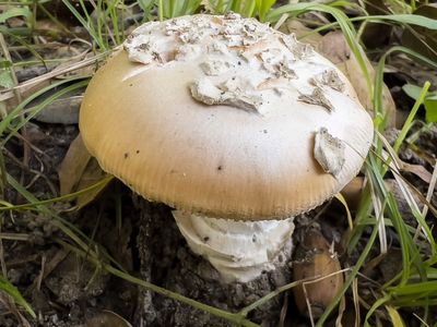 4/13/2025 Amanita velosa?