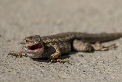 4/20/2025 Western Fence Lizard? (Sceloporus occidentalis)