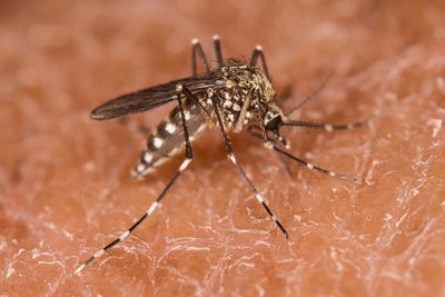 5/18/2025 Mosquito on my hand