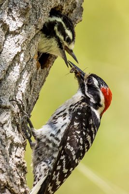 5/26/2025 Nuttall's Woodpecker