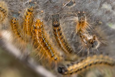 6/26/2025 Malacosoma californica (Western Tent Caterpillar)
