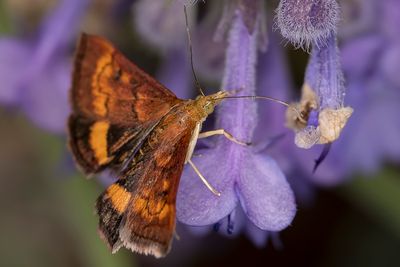 9/9/2025  Pyrausta purpuralis / Pyrausta aurata  (Mint Moth)