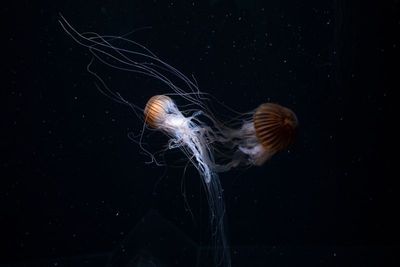 g13/16/557816/3/174929908.f969d49f.JPEG