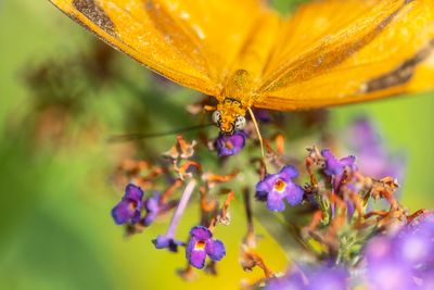 ex!!! orange butterfly on purple flowers close up not all in focus 0G2A0168 copy.jpg