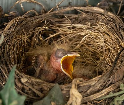 ex!!!! baby robin in nest open beak closed eye 0G2A5750 copy.jpg