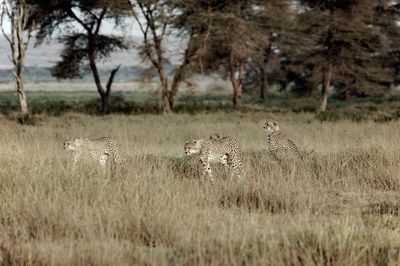 _IMG2503.jpg