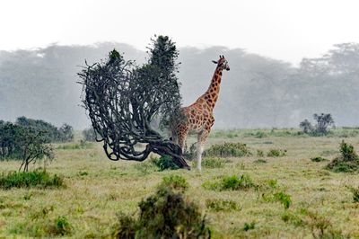 _IMG2723.jpg