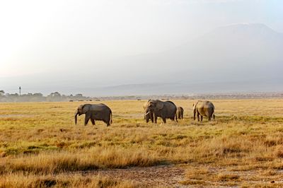 _IMG2529.jpg