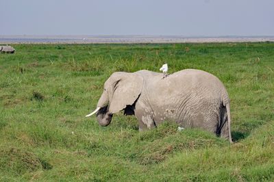 _IMG2593.jpg