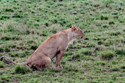 _IMG2907.jpg