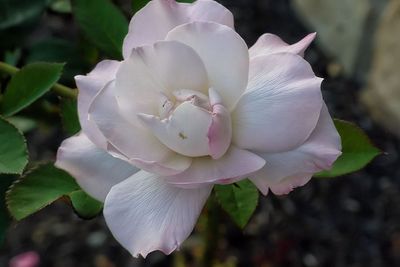 g13/16/721416/3/175179924.64ae2cf4.JPEG