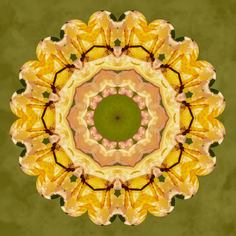 Waterlily with dragonfly kaleidoscope
