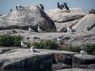 Gulls and Cormorants on Georgian Bay