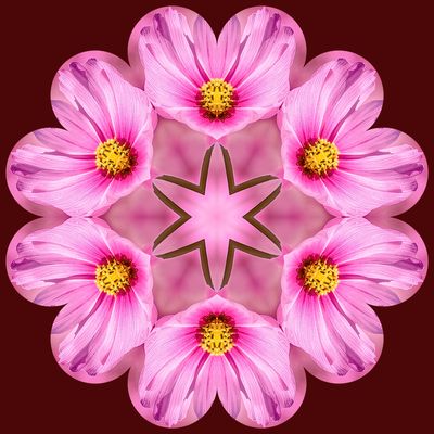 cosmos flower kaleidoscope