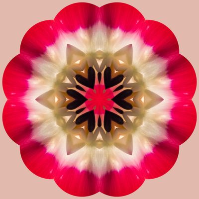 tulip kaleidoscope