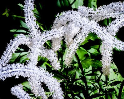 Fairy Wand 