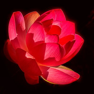 red lotus