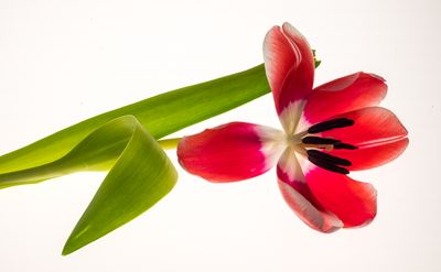 tulip