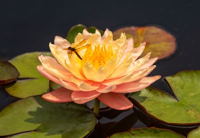 water lily with dragonfly 