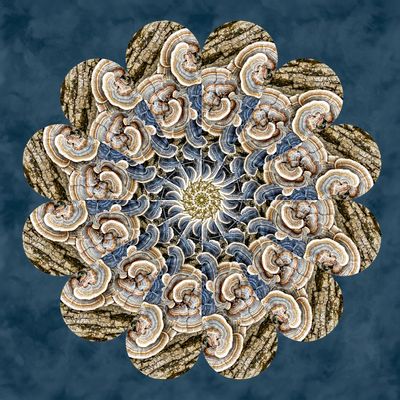 Turkey Tail Fungi kaleidoscope