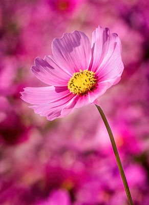 Cosmos flower