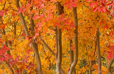 Fall Crape Mrytle Fall 