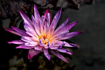 Waterlily 