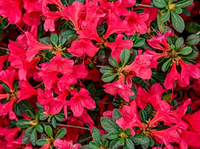 Azalea