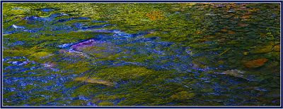 6 = IMG_0047 = Abstrakt in a River 5b.jpg