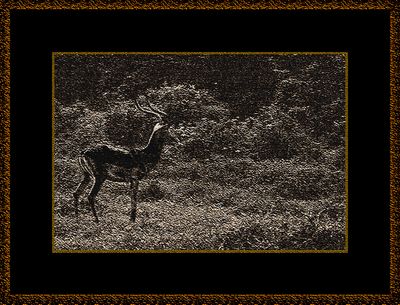 169 = Impala 1981.jpg
