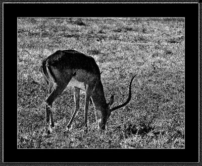 170 = IMG_2814 = Impala 2012.jpg