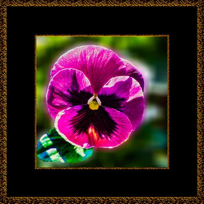I:: :: FLOWERS; TREES, INSECTS AND BUTTERFLIES - FRUIT AS WELL 11:: ::