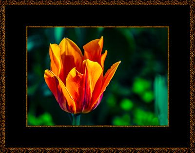 1504 = Oransje tuliputan = _29A4255.jpg