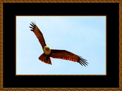442 = Brahminykite = IMG_0200 xxx.jpg