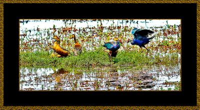 BIRDS IN GOA IN INDIA 3