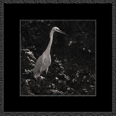 BIRDS AND ANIMALS CONVERTED TO BLACK AND WHITE etc. 2