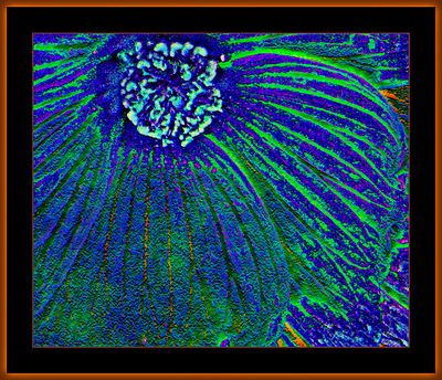 f.o.m.-Sandbox-1829 = IMG_4325 = Manipulated flower.jpg