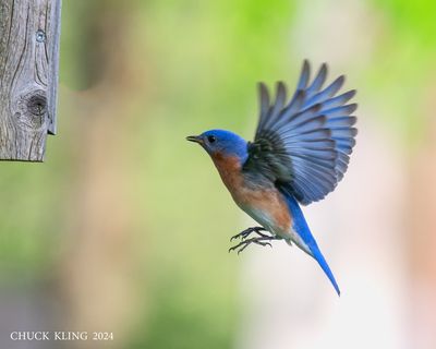 DSC_9523-800.jpg