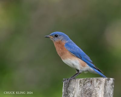 DSC_9464-800.jpg