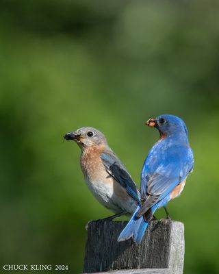 DSC_9927-800.jpg