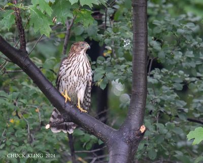 DSC_2050-800.jpg