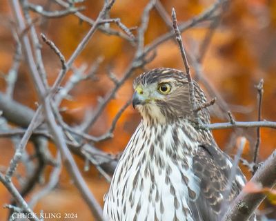 DSC_2791-800.jpg