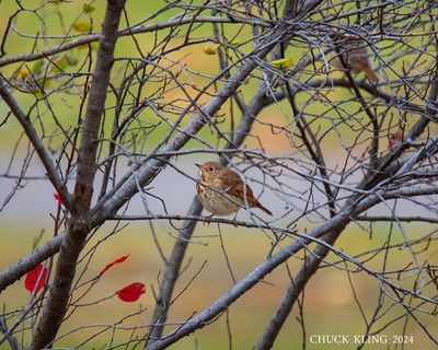 DSC_2880-800.jpg