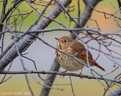 DSC_2880X-800.jpg