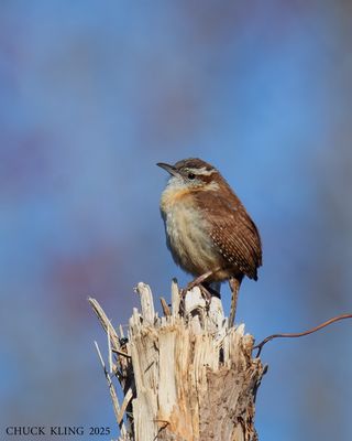 WRENS / TROGLODYTES